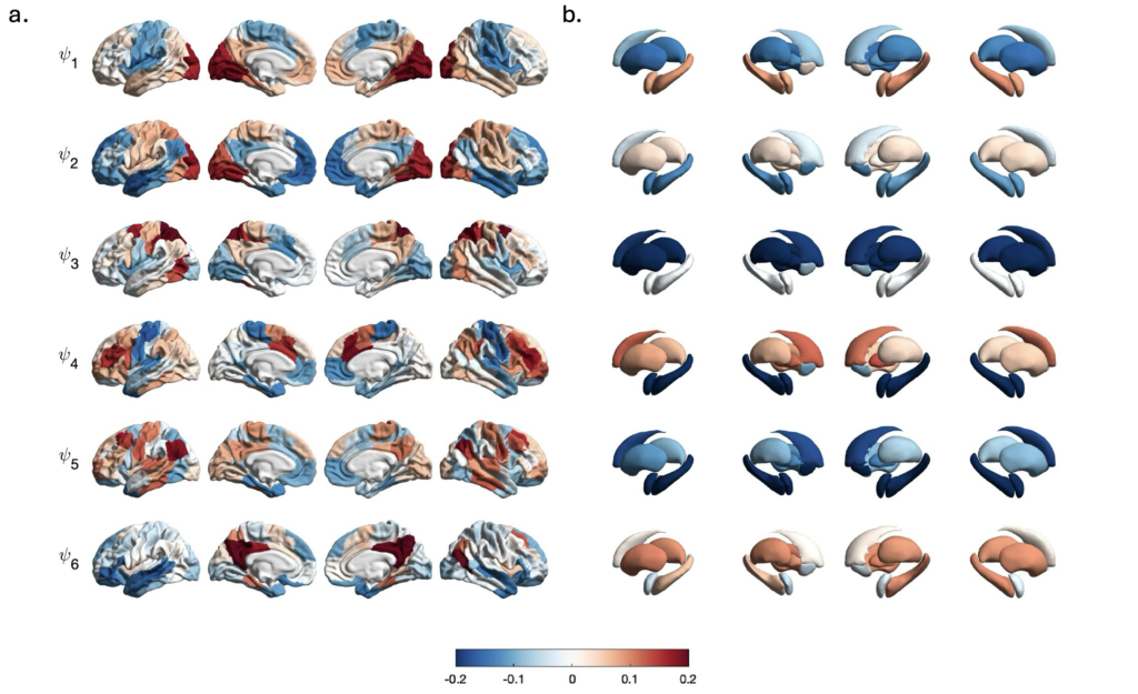 Aivojen verkostoja, jotka on tunnistettu uusilla, aivojen järjestäytymistä kuvaavilla menetelmillä. Näistä toiminnallisen järjestäytymisen gradienteista on laskettu muuttujia soveltavaan tutkimukseen kuten kehon painoa selittäviin malleihin. Kuva: Isabella Mariani Wigley, Aurora Berto ja Jetro Tuulari.