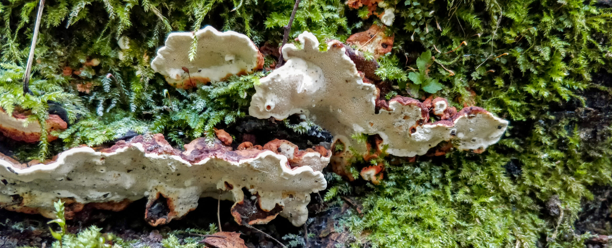 Kuvituskuvaa juurikääpä-sienistä metsässä.